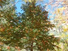 photo thumbnail #3
