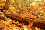photo thumbnail #12