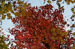 photo thumbnail #8