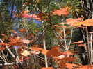 photo thumbnail #12