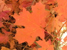 photo thumbnail #13