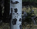 photo thumbnail #4