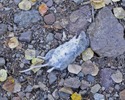 photo thumbnail #8