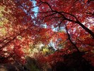 photo thumbnail #10