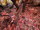 photo thumbnail #12