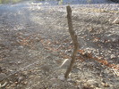 photo thumbnail #13