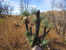 photo thumbnail #5