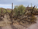 photo thumbnail #4