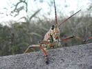 photo thumbnail #11