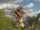 photo thumbnail #7