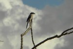 photo thumbnail #11