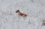 photo thumbnail #10