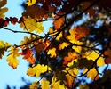 photo thumbnail #12