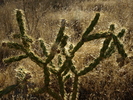photo thumbnail #8
