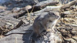 photo thumbnail #10