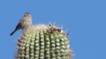 photo thumbnail #8