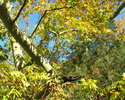 photo thumbnail #15