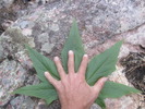 photo thumbnail #7