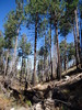 photo thumbnail #6