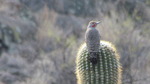 photo thumbnail #5