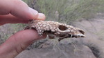 photo thumbnail #14