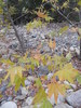 photo thumbnail #15