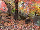 photo thumbnail #11