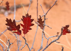 photo thumbnail #13