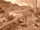 photo thumbnail #4