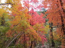 photo thumbnail #13