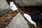 photo thumbnail #14