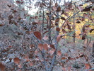photo thumbnail #12