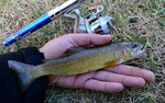 photo thumbnail #7