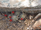 photo thumbnail #7