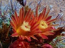 photo thumbnail #4