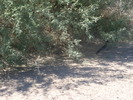 photo thumbnail #11