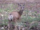 photo thumbnail #10