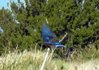 photo thumbnail #12