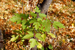 2011-11-26 :2: Parsons Trail #144 :: MicheleAndDon