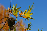photo thumbnail #9