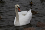 photo thumbnail #15