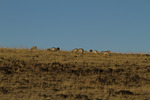 photo of comment