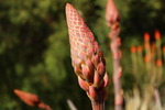 photo thumbnail #14