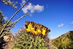 photo thumbnail #10