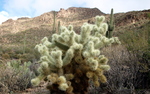 photo thumbnail #15
