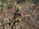 photo thumbnail #2