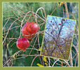 photo thumbnail #5