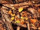 photo thumbnail #3