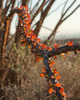 photo thumbnail #3