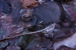 photo thumbnail #10